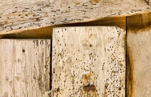 Timber covered in holes due to the impact of woodworms and woodbeetles