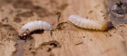 Two woodworms or wood boring worms on timber 