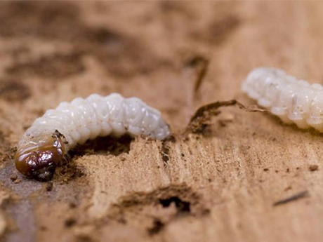 Two woodworms on timber 