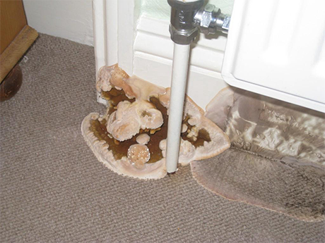 Dry rot fungi growing in a home next to a radiator